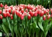 Tulipa New Santa ® (1)